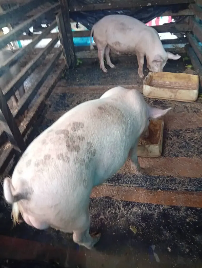 Main Photo - Marketplace | Healthy Pigs For Sale – Ready For Market! 🐖, Mile 15 (Bolifamba), Buea, Cameroon | Pets & Animals  > Other supplies