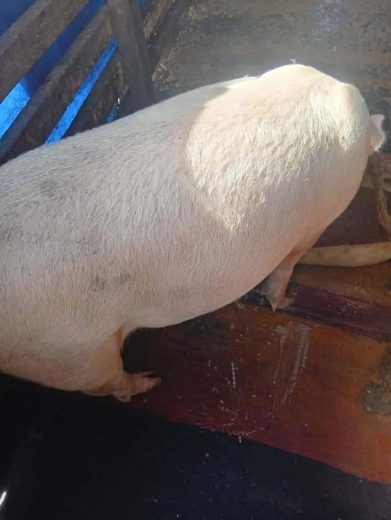 Gallery Photo 3 - Marketplace | Healthy Pigs For Sale – Ready For Market! 🐖, Mile 15 (Bolifamba), Buea, Cameroon | Pets & Animals  > Other supplies