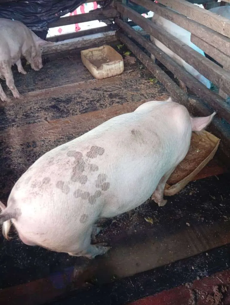 Gallery Photo 4 - Marketplace | Healthy Pigs For Sale – Ready For Market! 🐖, Mile 15 (Bolifamba), Buea, Cameroon | Pets & Animals  > Other supplies