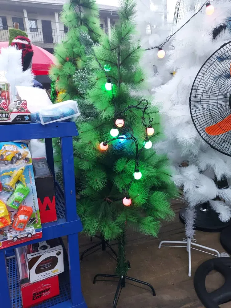 Gallery Photo 2 - Marketplace | 🎄✨ Christmas Trees For Sale! ✨🎄, Clerks Quarters, Buea, Cameroon | Services & Others 