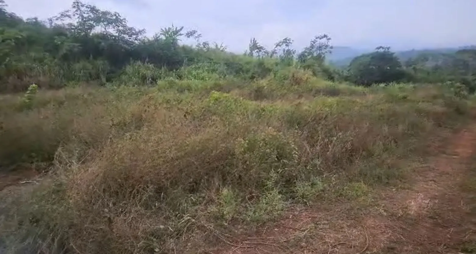 Main Photo - Real Estate | House For Sale | 800M² Land For Sale – Al Mukunda Road, Limbe 🇨🇲 🏡, Mokundange, Limbé, Cameroon