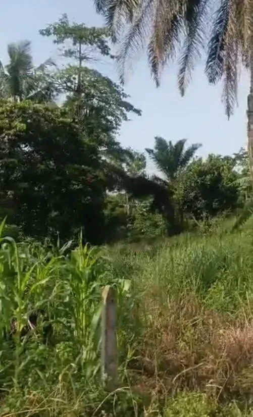 Main Photo - Real Estate | Land For Sale | 𝐋𝐀𝐍𝐃 𝐅𝐎𝐑 𝐒𝐀𝐋𝐄 𝐈𝐍 Bosumbu - 𝐋𝐈𝐌𝐁𝐄 🏡, Bussumbu, Limbé, Cameroon